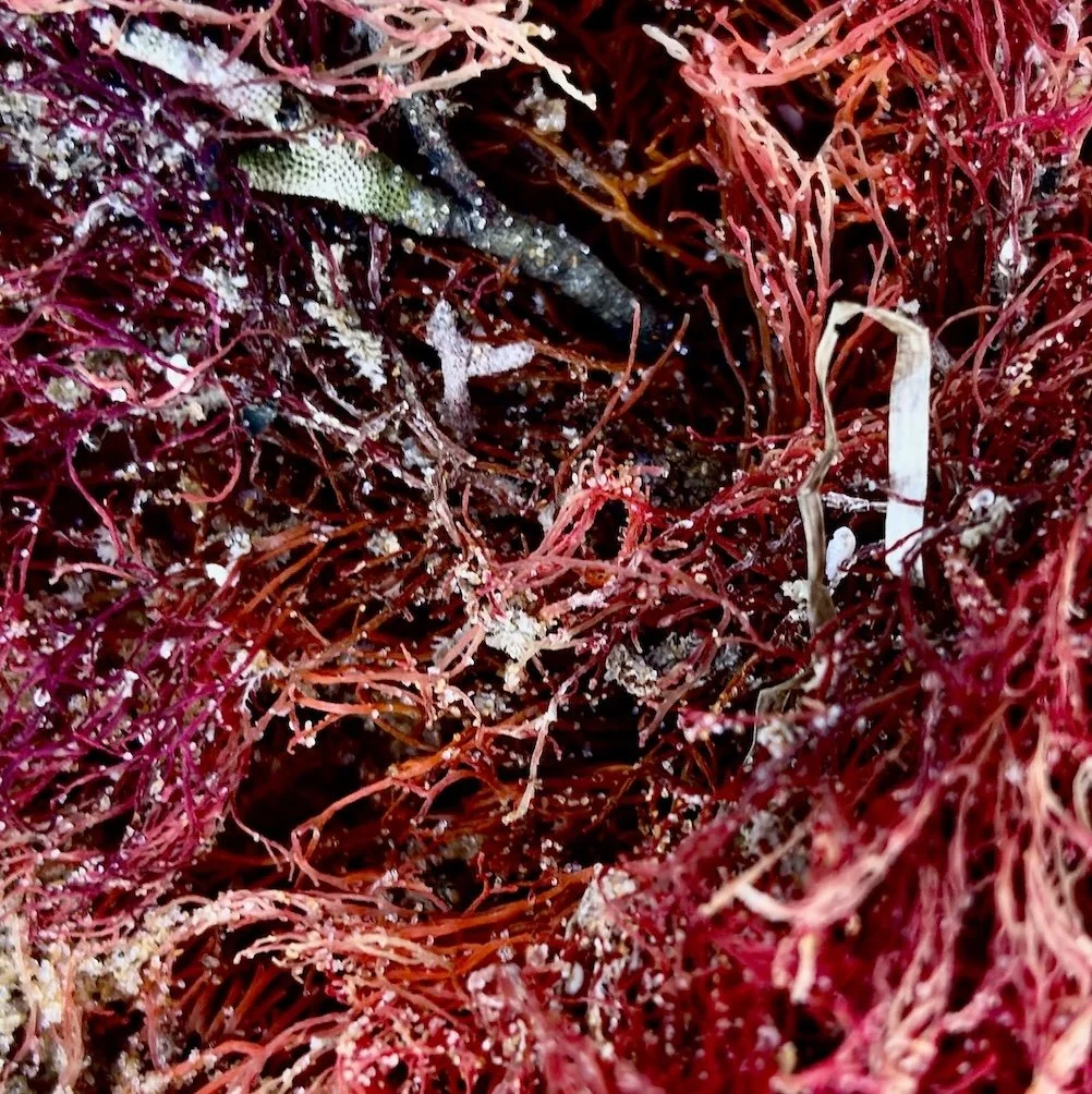 Close up of red algae in deep red and crimson tones, with tangled fronds filling the frame. Detail from Scarlet Drift fine art photo.