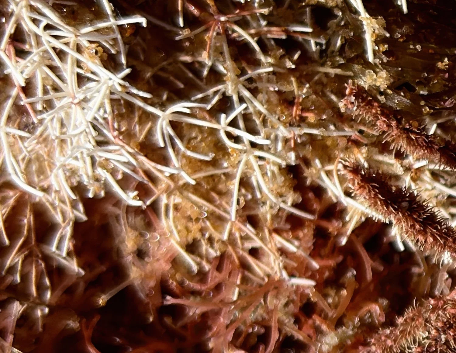 Close-up of seaweed and algal forms and detailed surface including branching filaments in a rich mix of reds, oranges and creams.