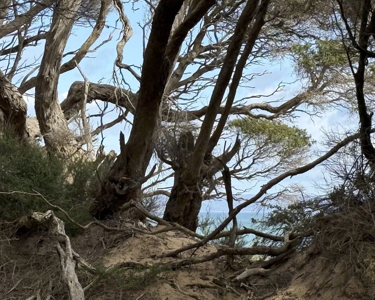 Wind Carved