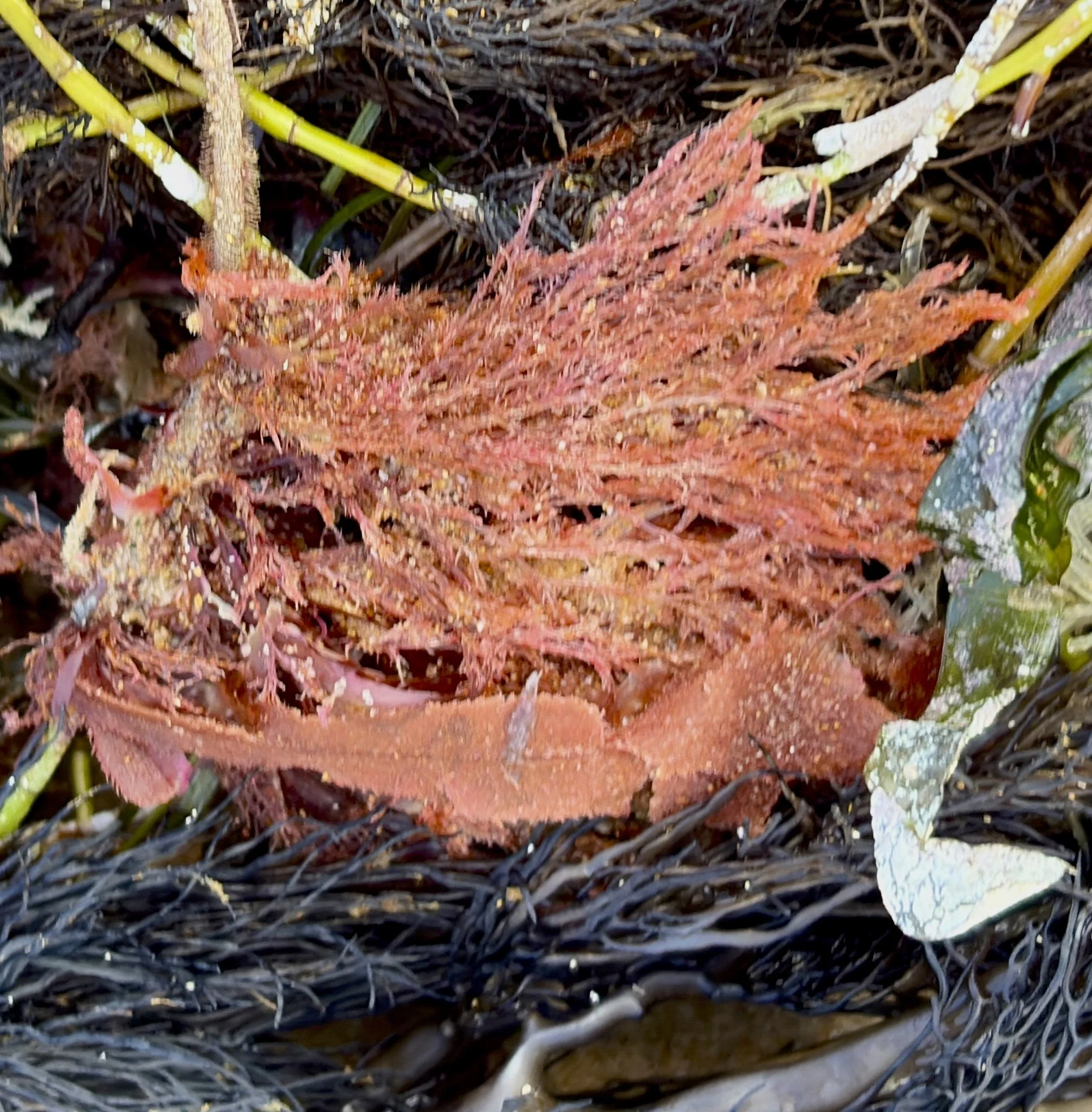 Detail from fine art photographic print of mixed intertidal seaweed, showing red algae fragment in the centre. Phillip Island