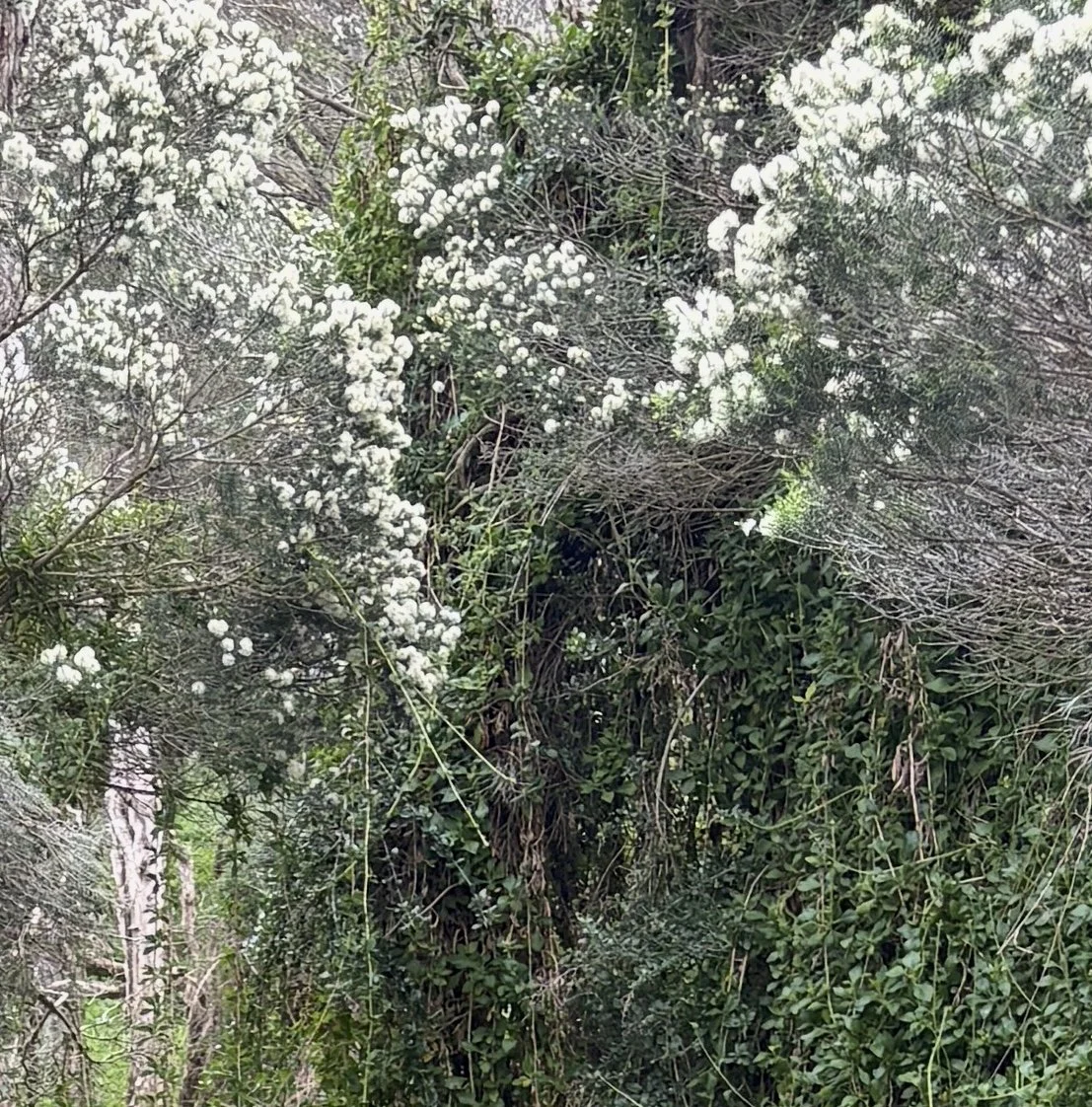 Dense canopy of white-flowering coastal scrub threaded with bower spinach and tangled branches. A pale tree trunk is visible at left. Fine art photograph detail, Phillip Island.