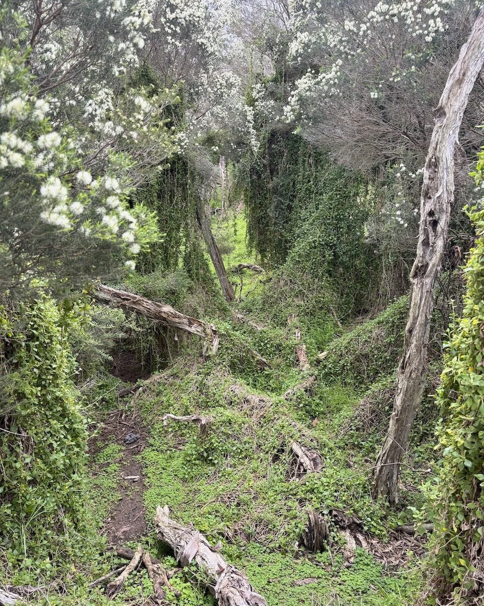 Understory