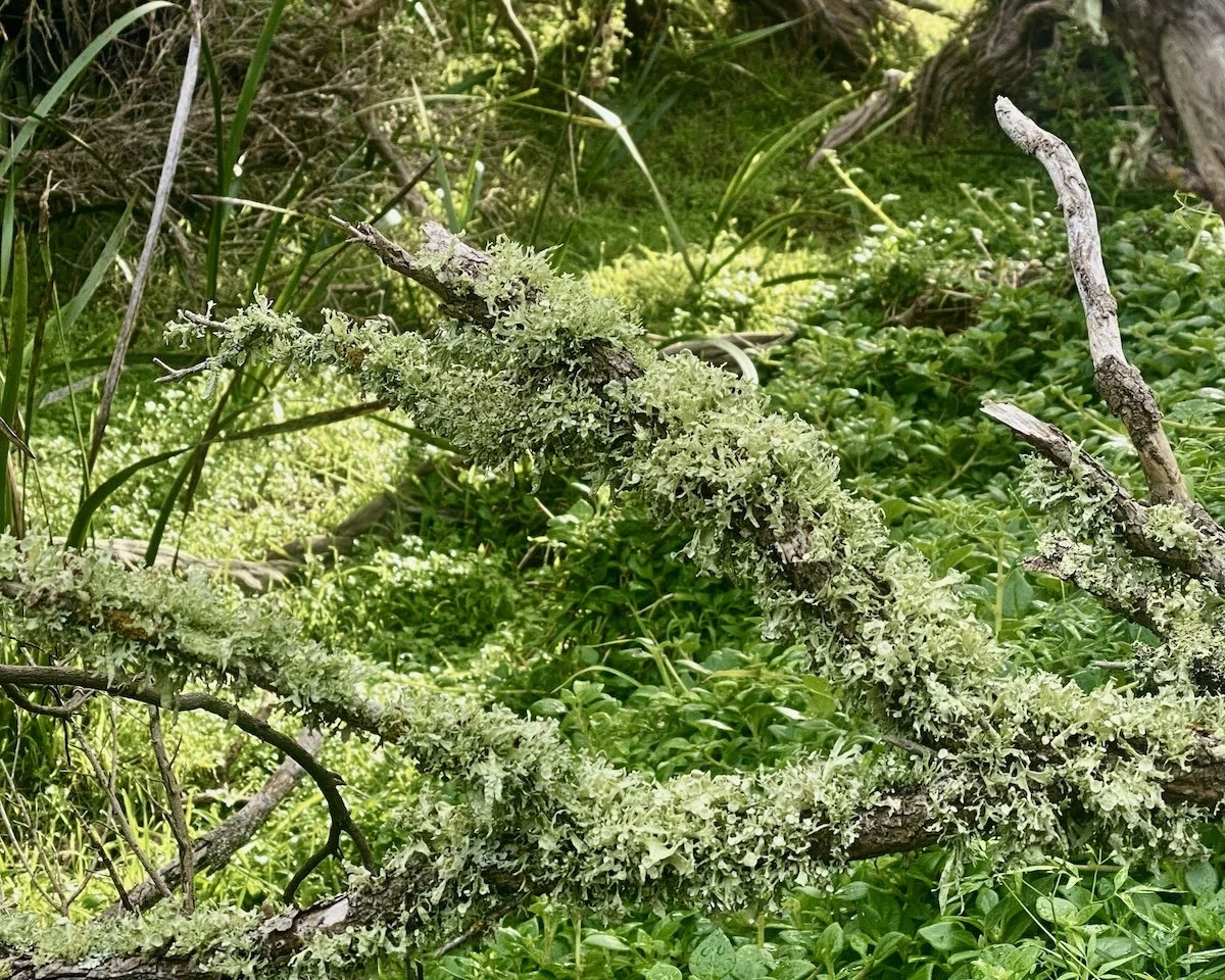 Lichen Threads