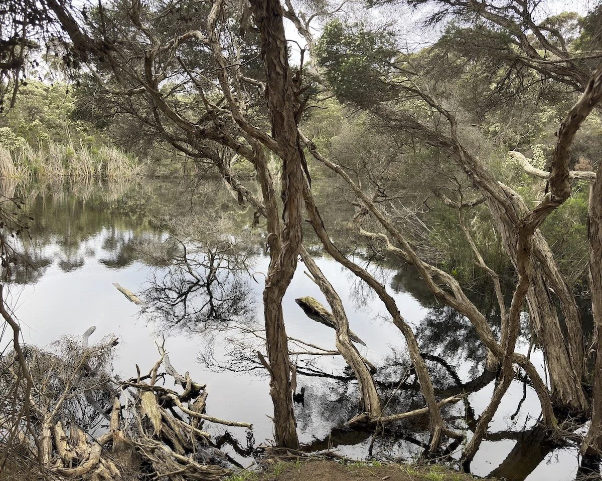 Mirrorwood