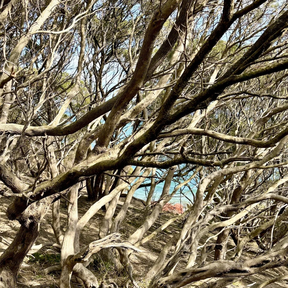 Glimpse of Blue
