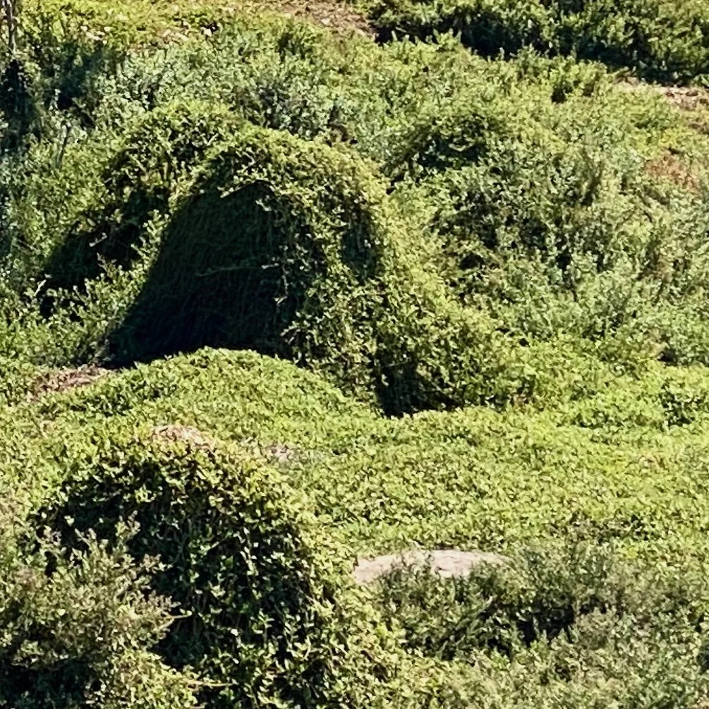 Green bower spinach drapes over fallen trunks, creating a series of green mounds. Phillip Island coast.