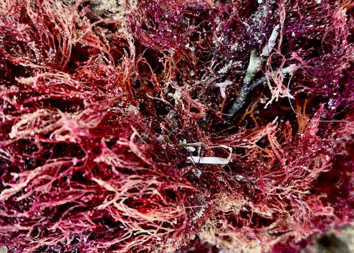 Scarlet Drift