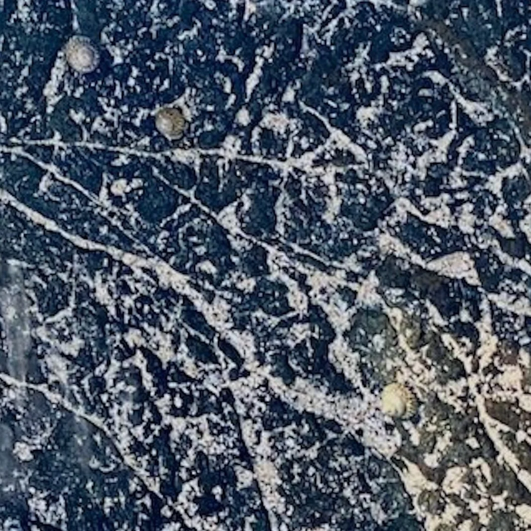Close-up of earthern currents photo with pale cream and stone tones intersected by fine dark lines, set against textured blue and muted violet areas.