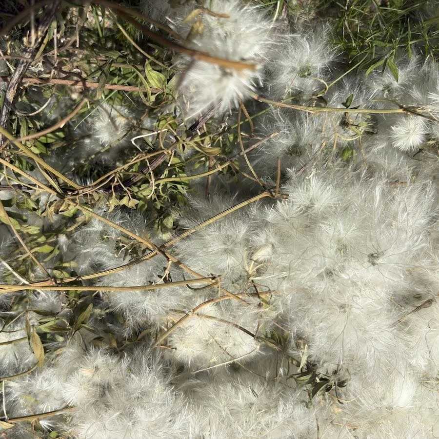 White fluffy seed dispersal structures among green leaves and brown twigs.