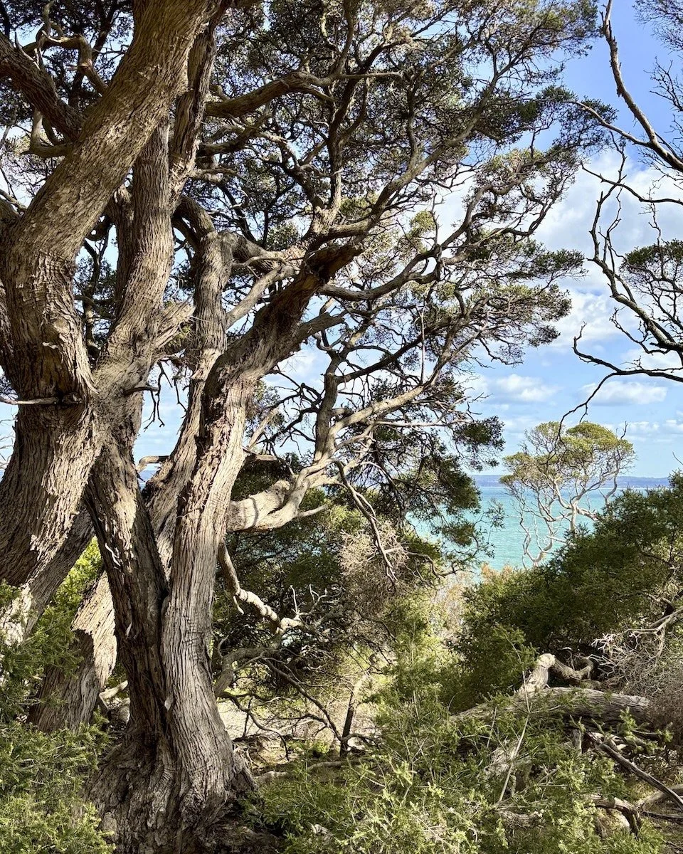 Coastal Sentinel