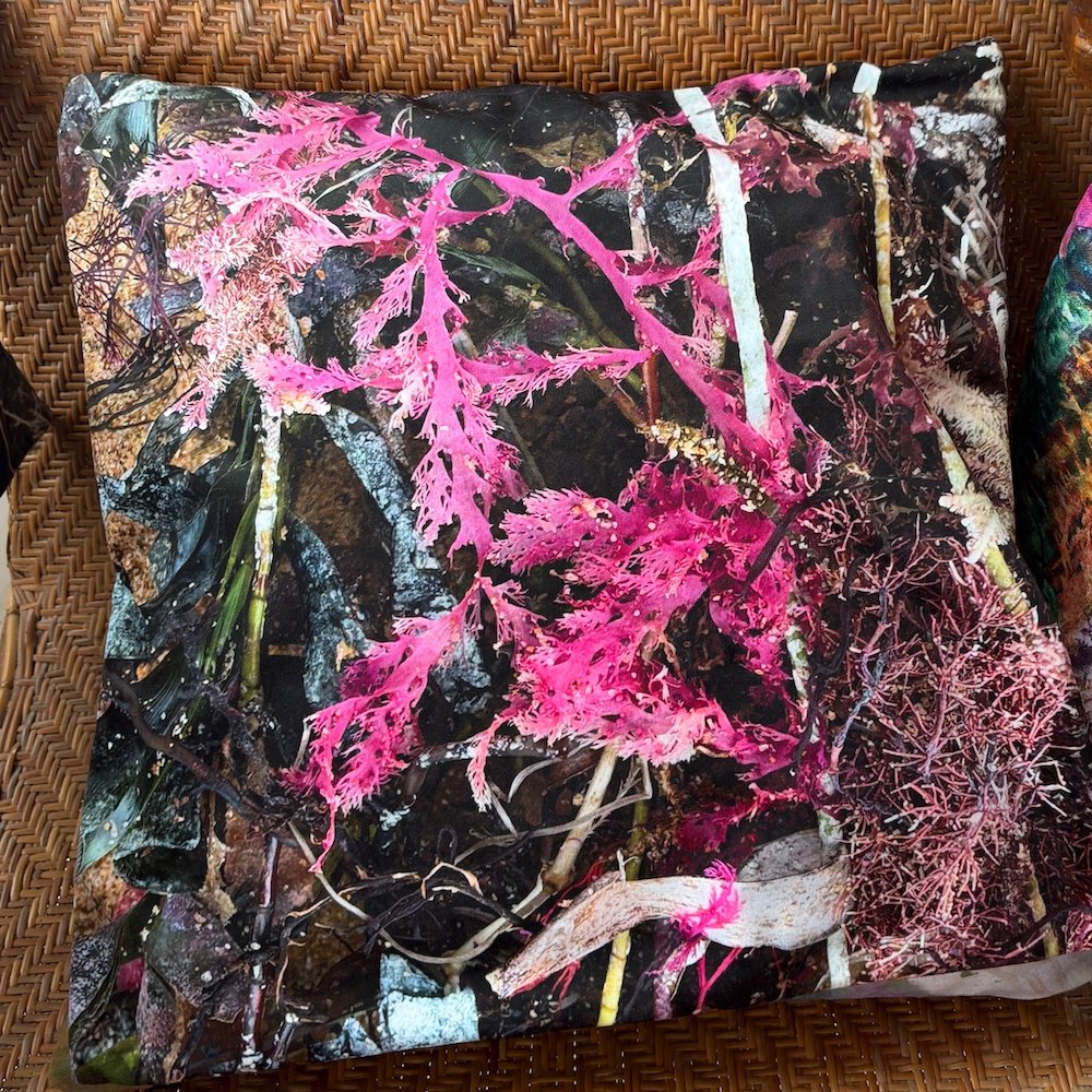 blooms-45cm-cushion.jpeg