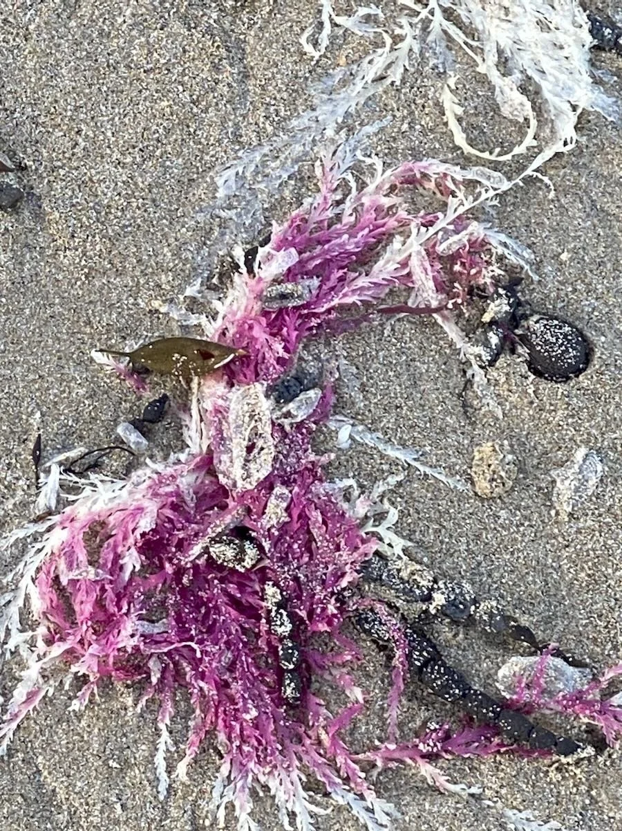 Colorful pink seaweed (red algae) washed up on a sandy beach.