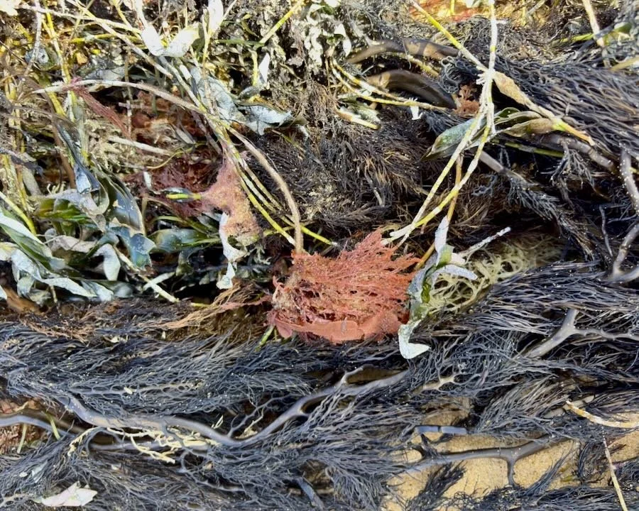 Close-up of intertidal seaweed and seagrass on sand, mostly in browns, blacks, greens and creams, but with a small red cluster at the centre.