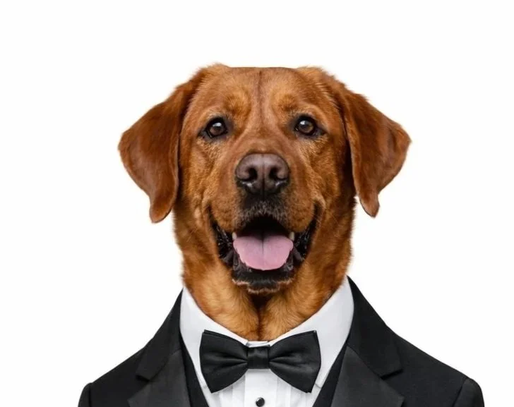 A dog dressed in a tuxedo with a bow tie, against a white background.