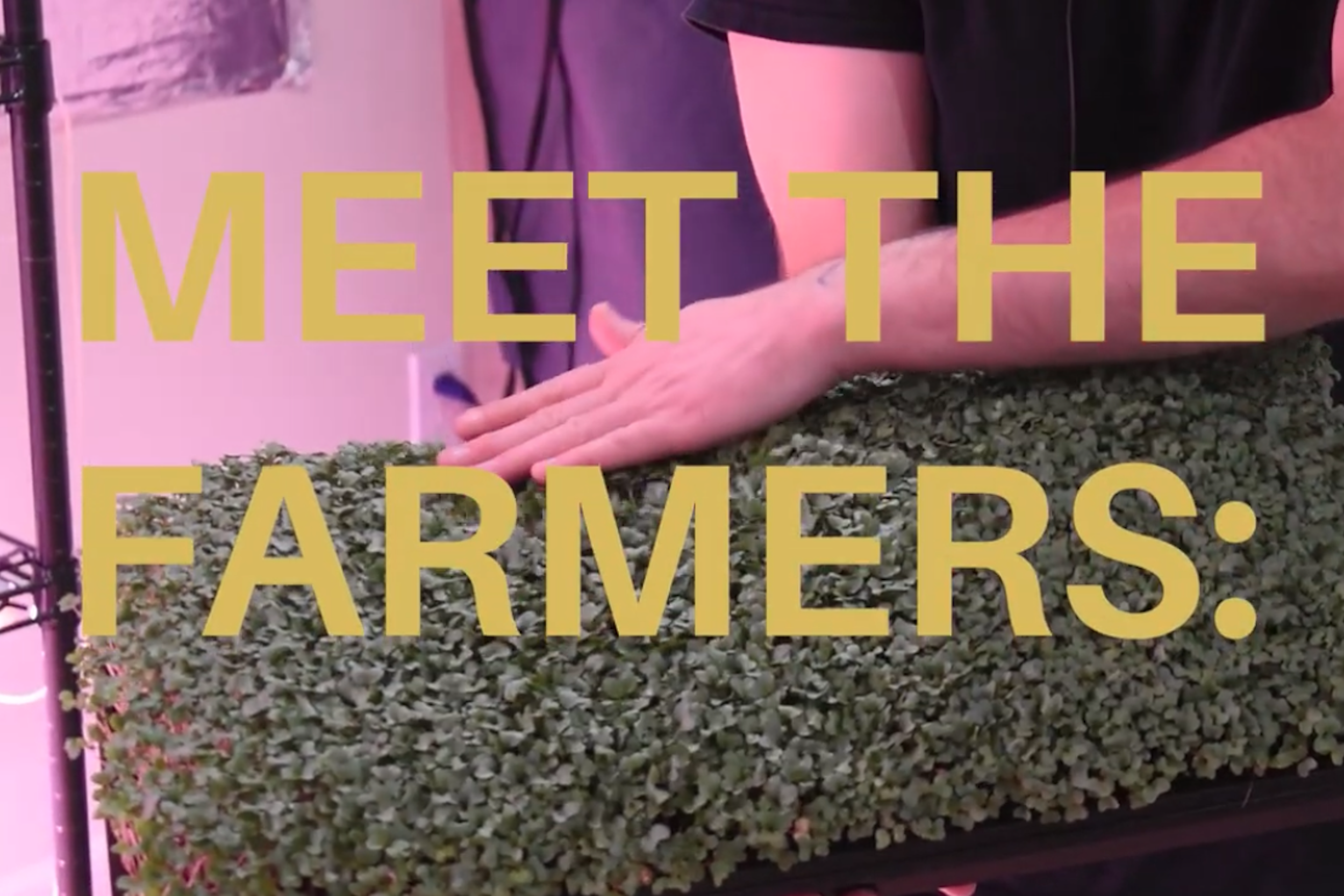 Meet the Farmer: Southern Tier Microgreens