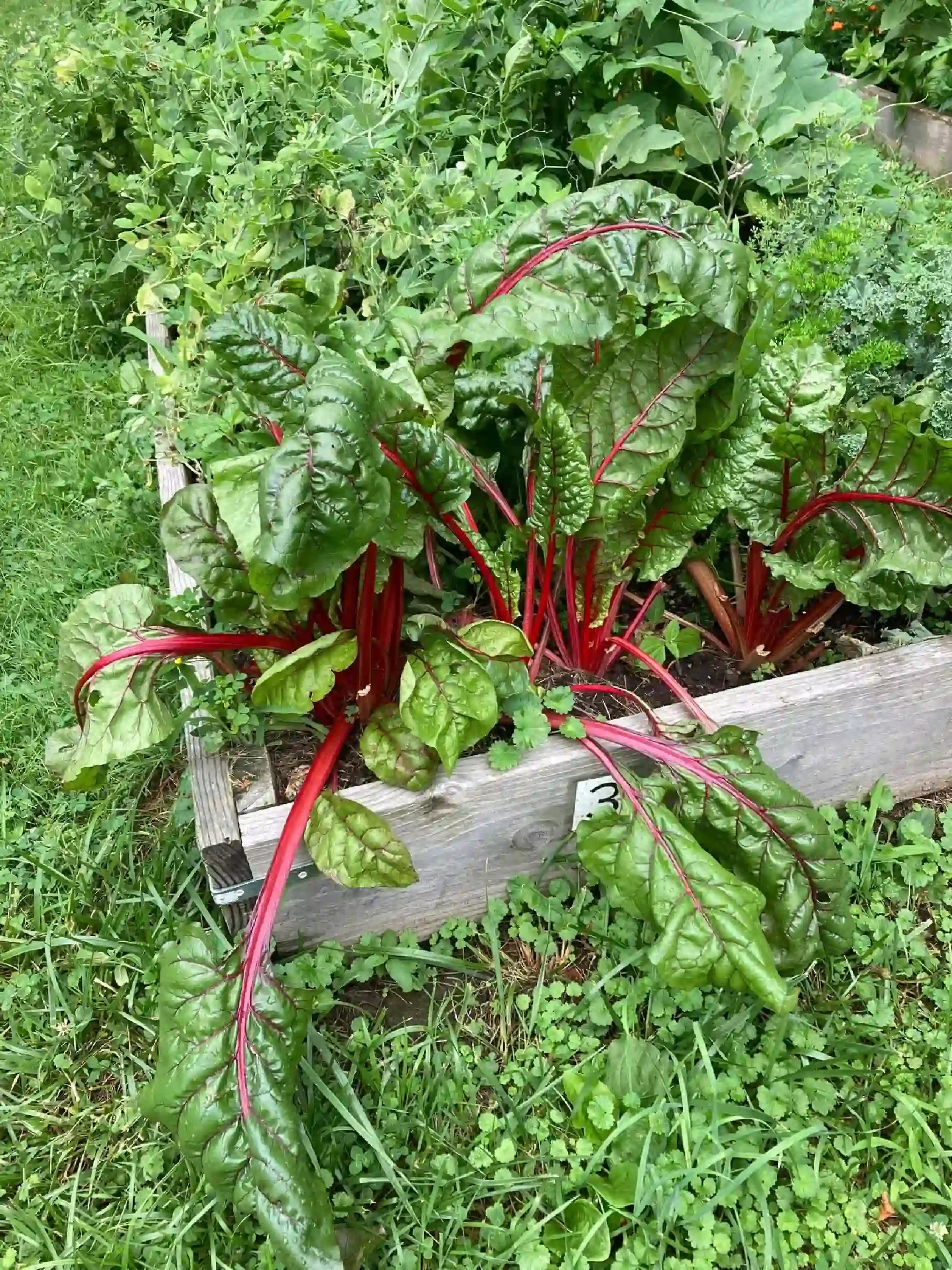 A lush garden bed with green plants, including Swiss chard with large, leafy, dark green leaves and red stems, surrounded by grass and other greenery, with a wooden border.