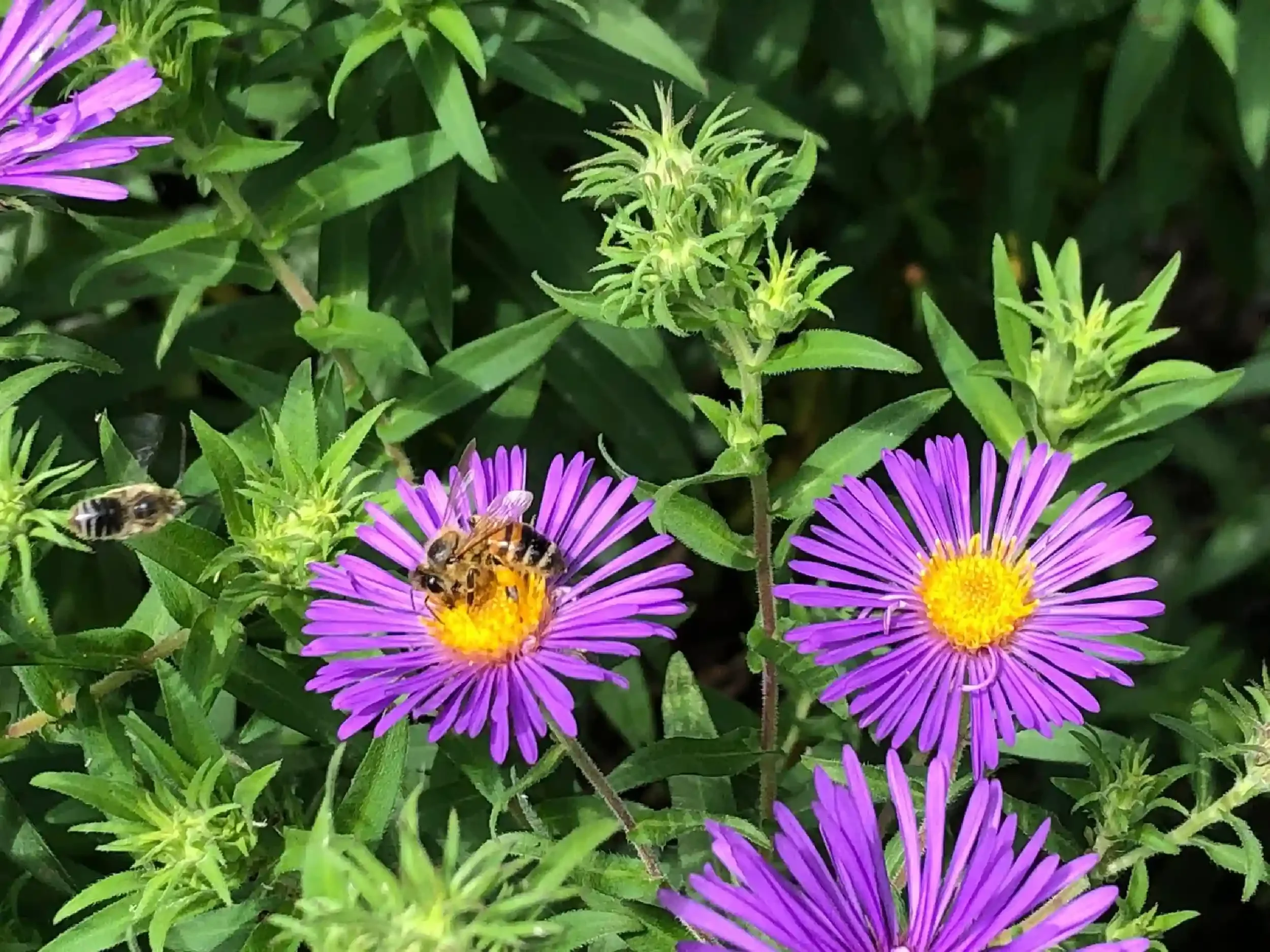 Purple flowers with yellow centers and bees collecting nectar in a green garden.