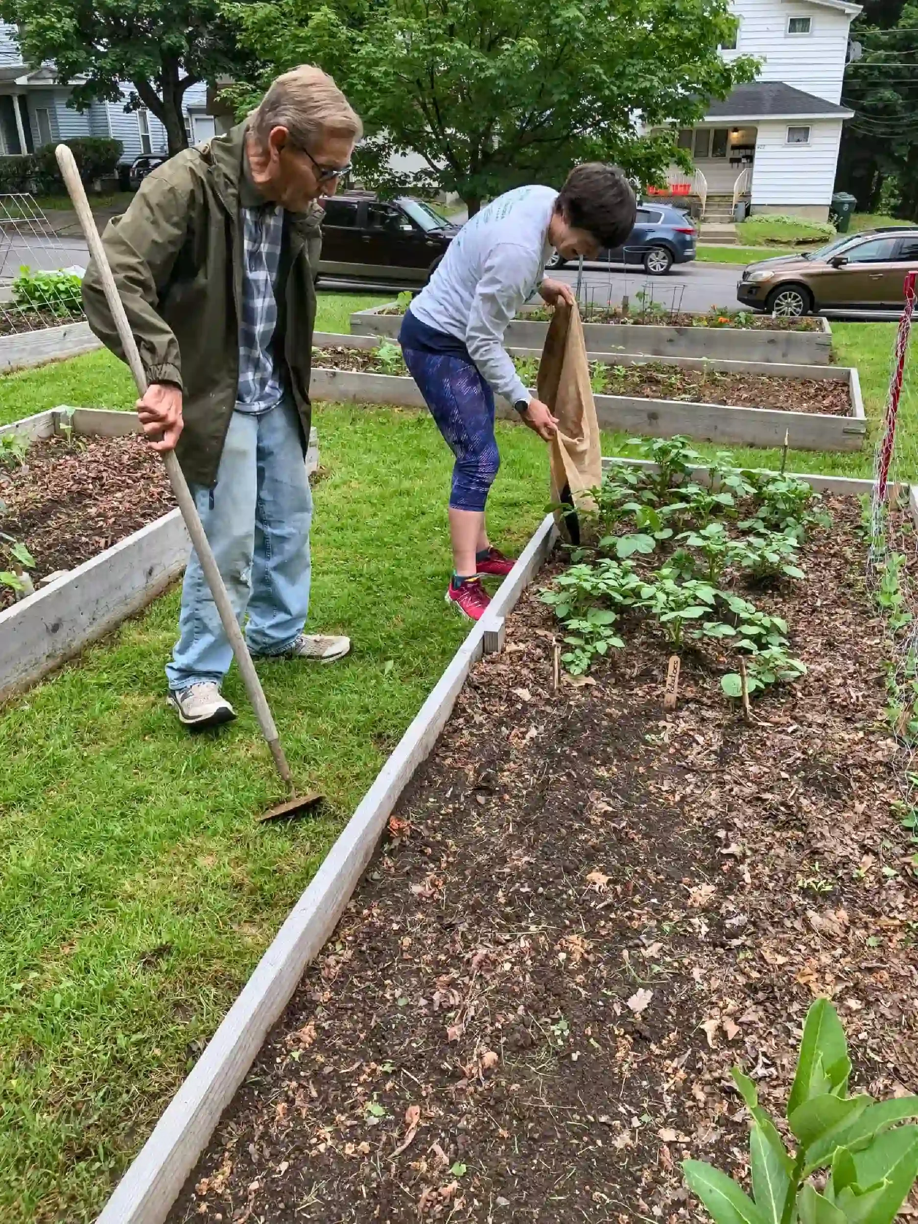 Two people working in a garden with raised beds, one planting young plants and the other holding a gardening tool, in a residential neighborhood.