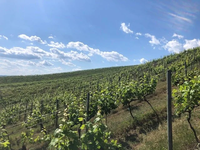 Vineyard on a hillside under a partly cloudy blue sky.