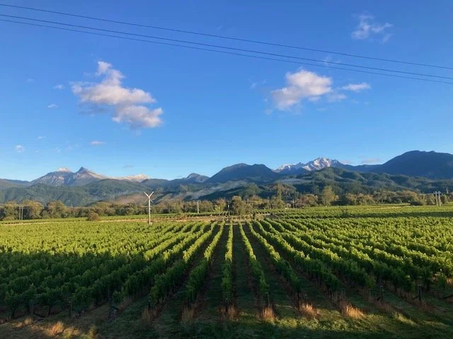 Vineyard with neatly aligned rows of grapevines, green foliage, set against a backdrop of mountains and a blue sky with a few clouds.