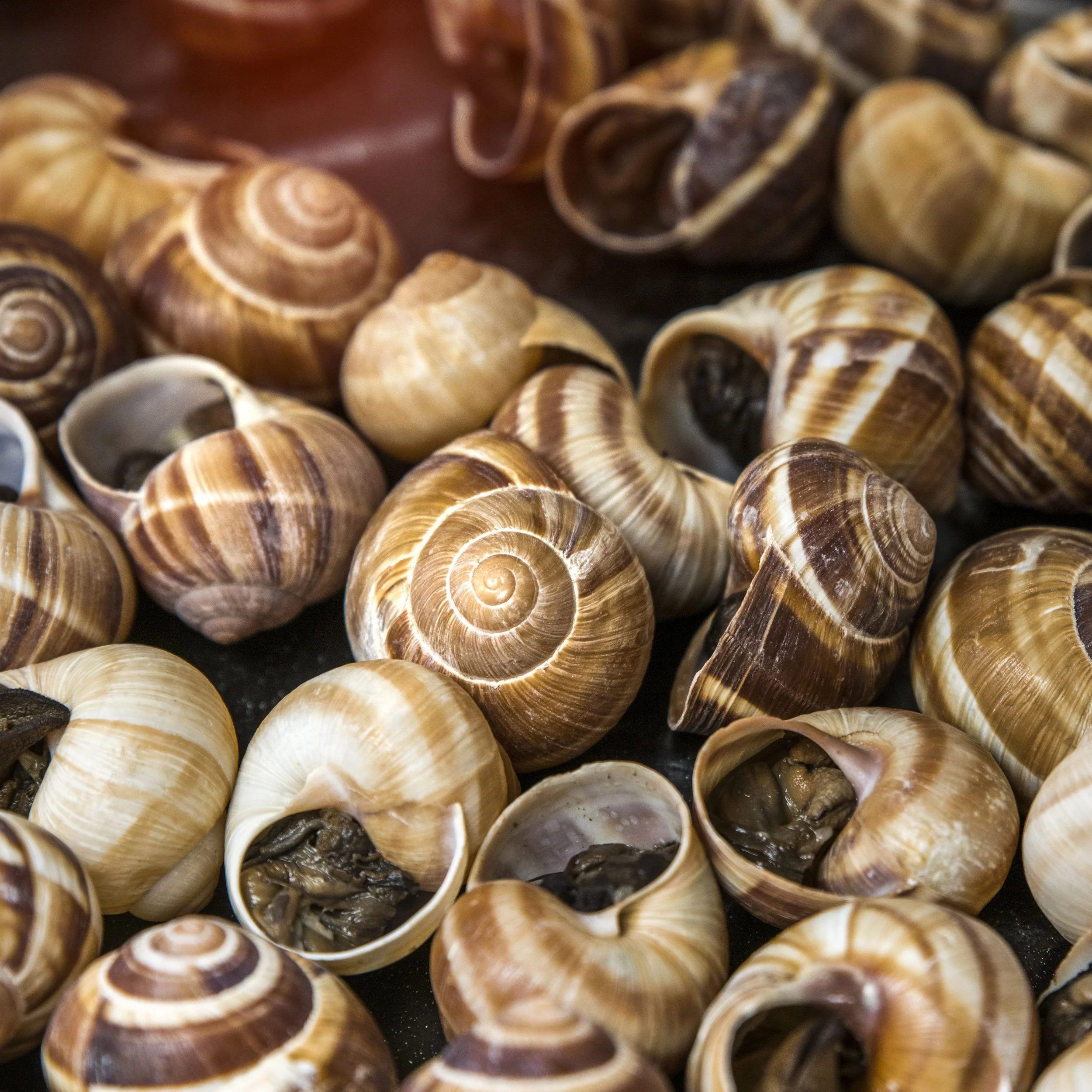 Close-up of numerous seashells with spiral patterns and varying shades of brown and beige.