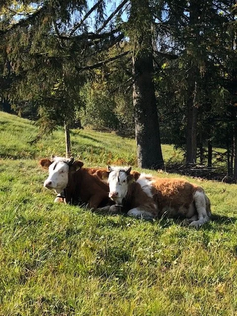 Two calves lying on grass in a field with trees in the background.
