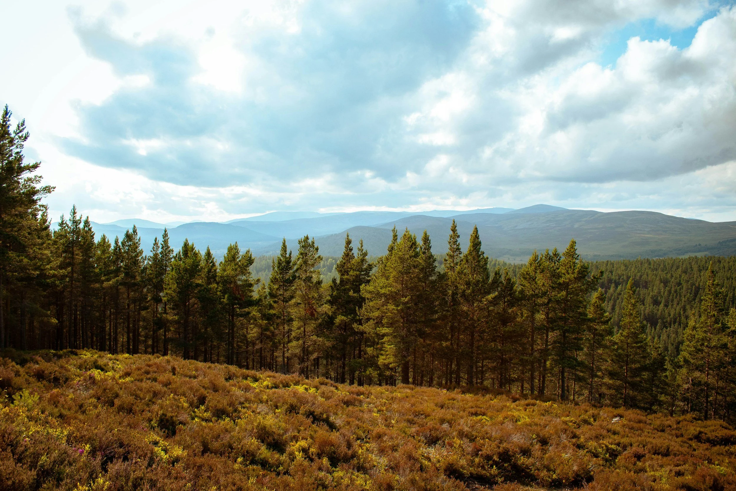 Scenic view of a forest with green trees in the foreground, rolling hills and mountains in the background, under a partly cloudy sky.
