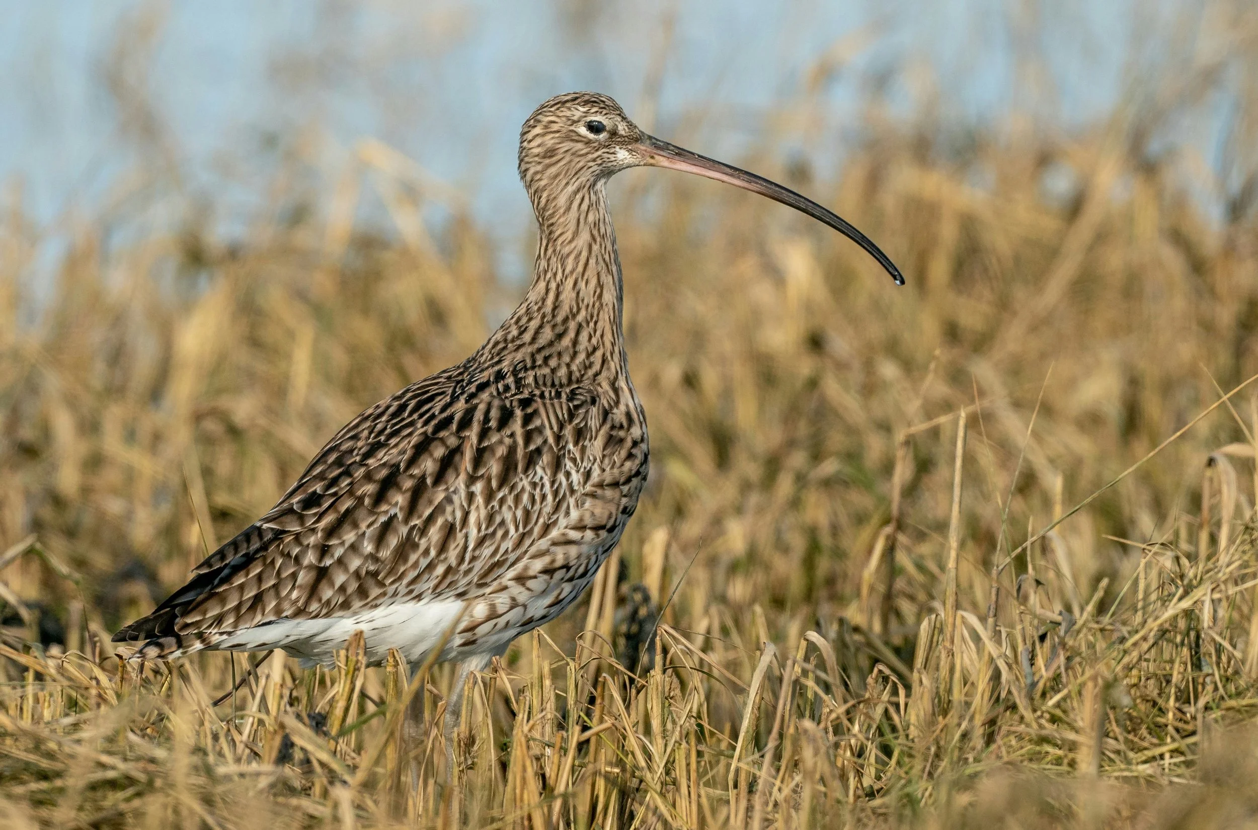 A long-billed bird, likely a curlew, standing in dry grass with blurred natural background.