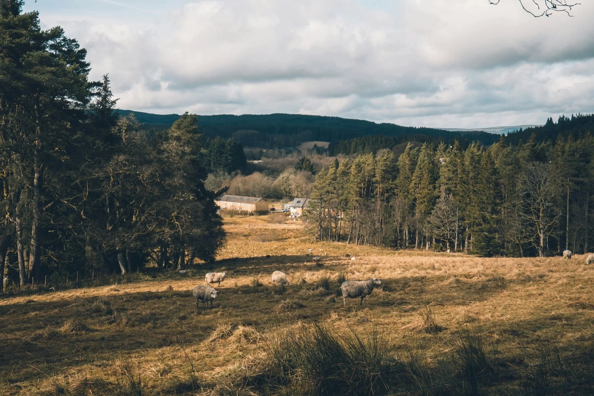A rural landscape with grass fields, grazing sheep, a cluster of trees, a few buildings, dense forest on rolling hills, and cloudy sky.