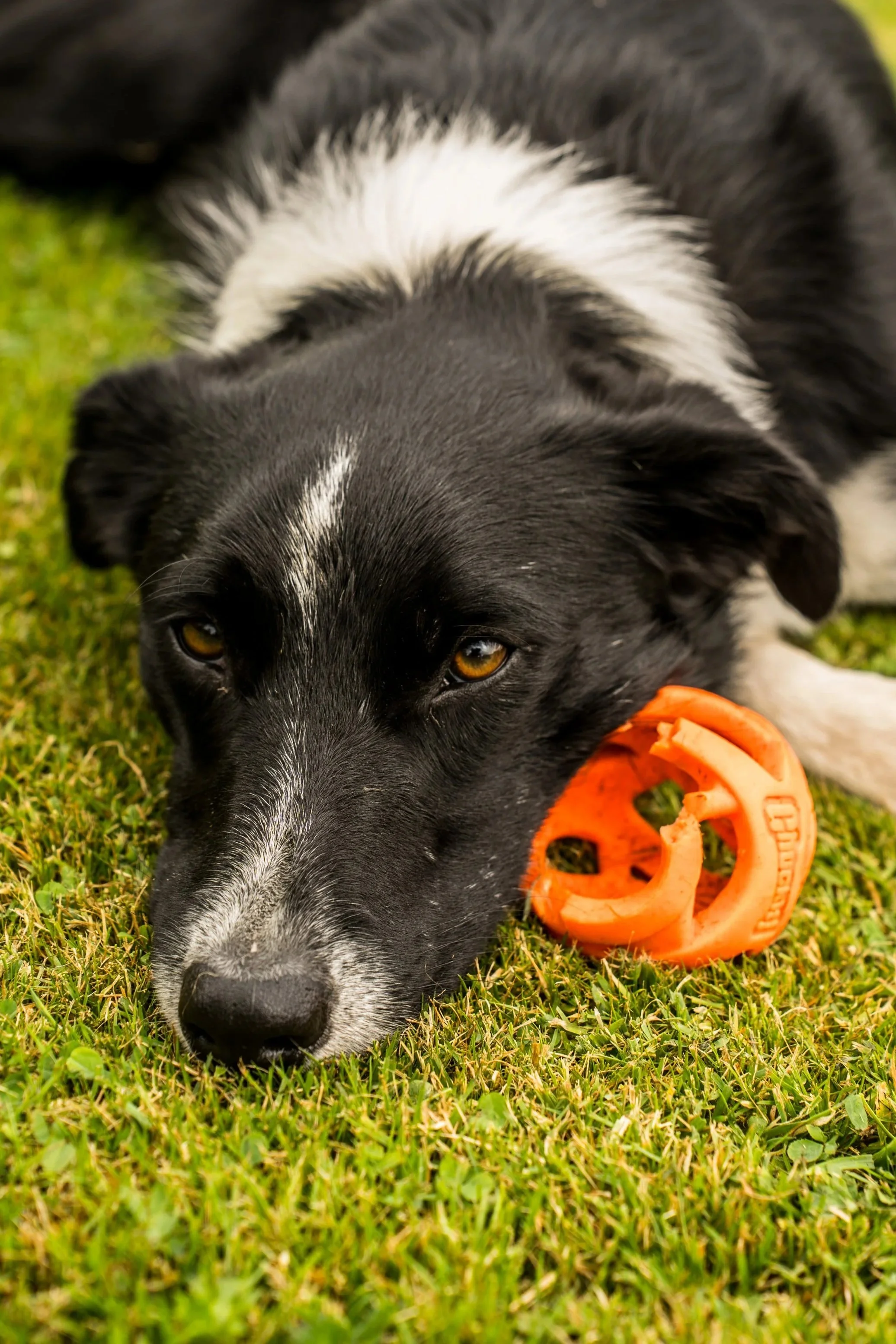 Border Collie dog lying on grass with a orange chew toy nearby