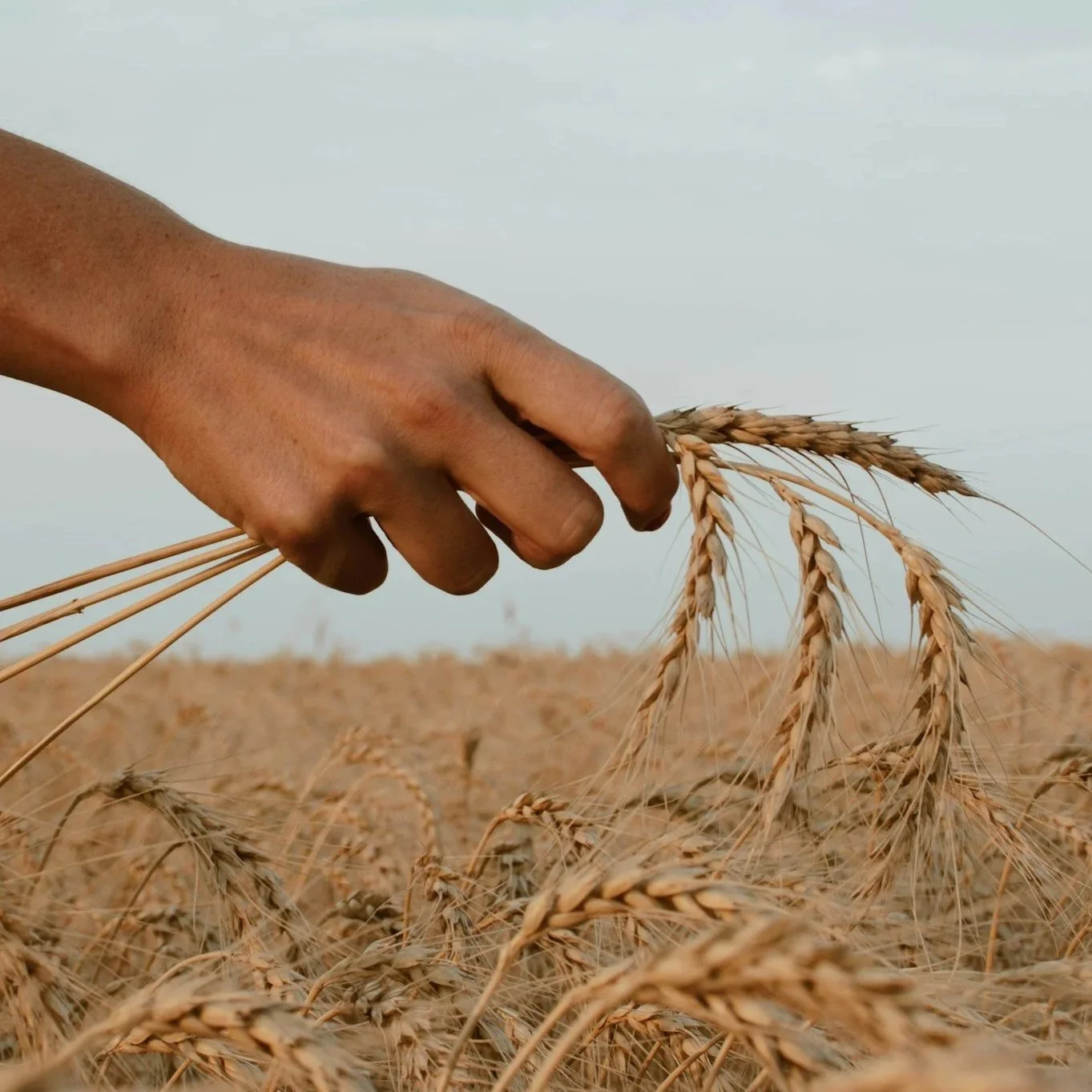 Hand hält Weizenähre über einem Feld