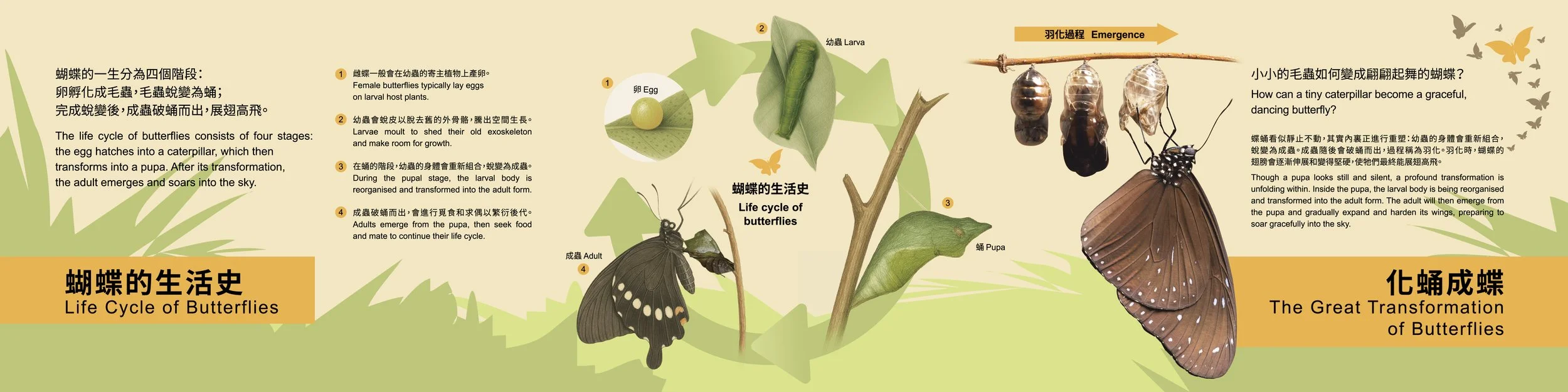 Hong Kong Wetland Park Exhibitional Panel