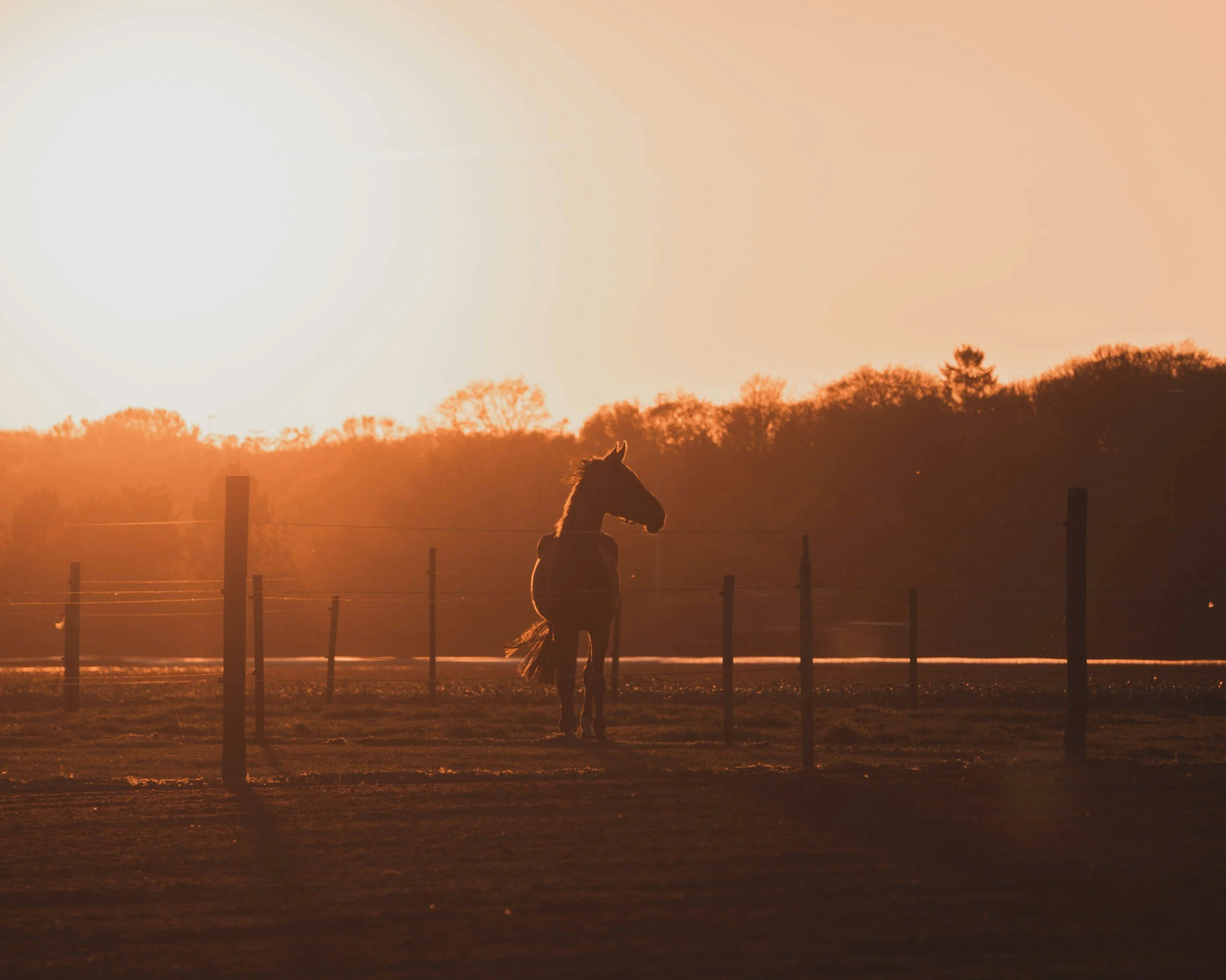 Premium Horse Boarding and Training
