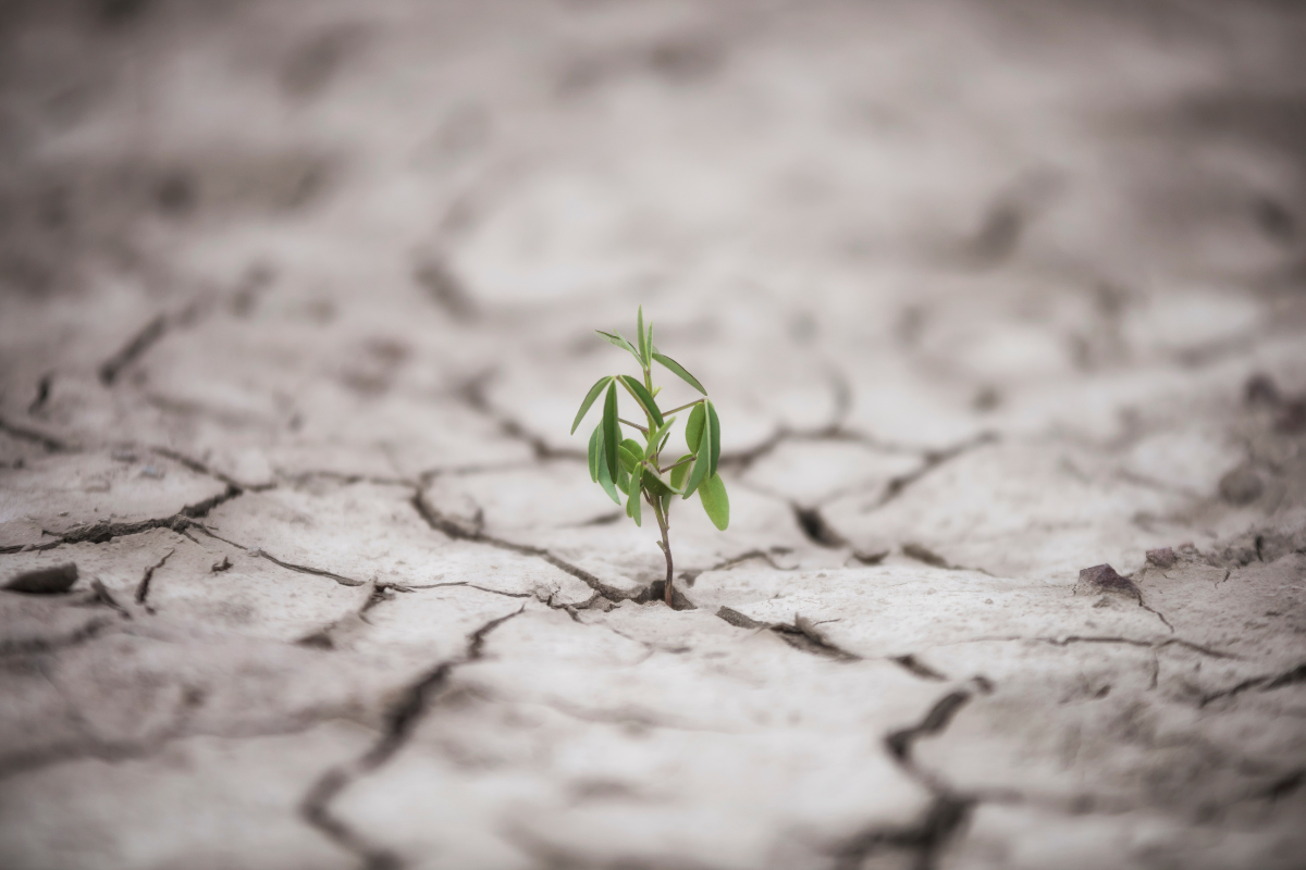 A Guide to Emotional and Financial Resilience During Divorce
