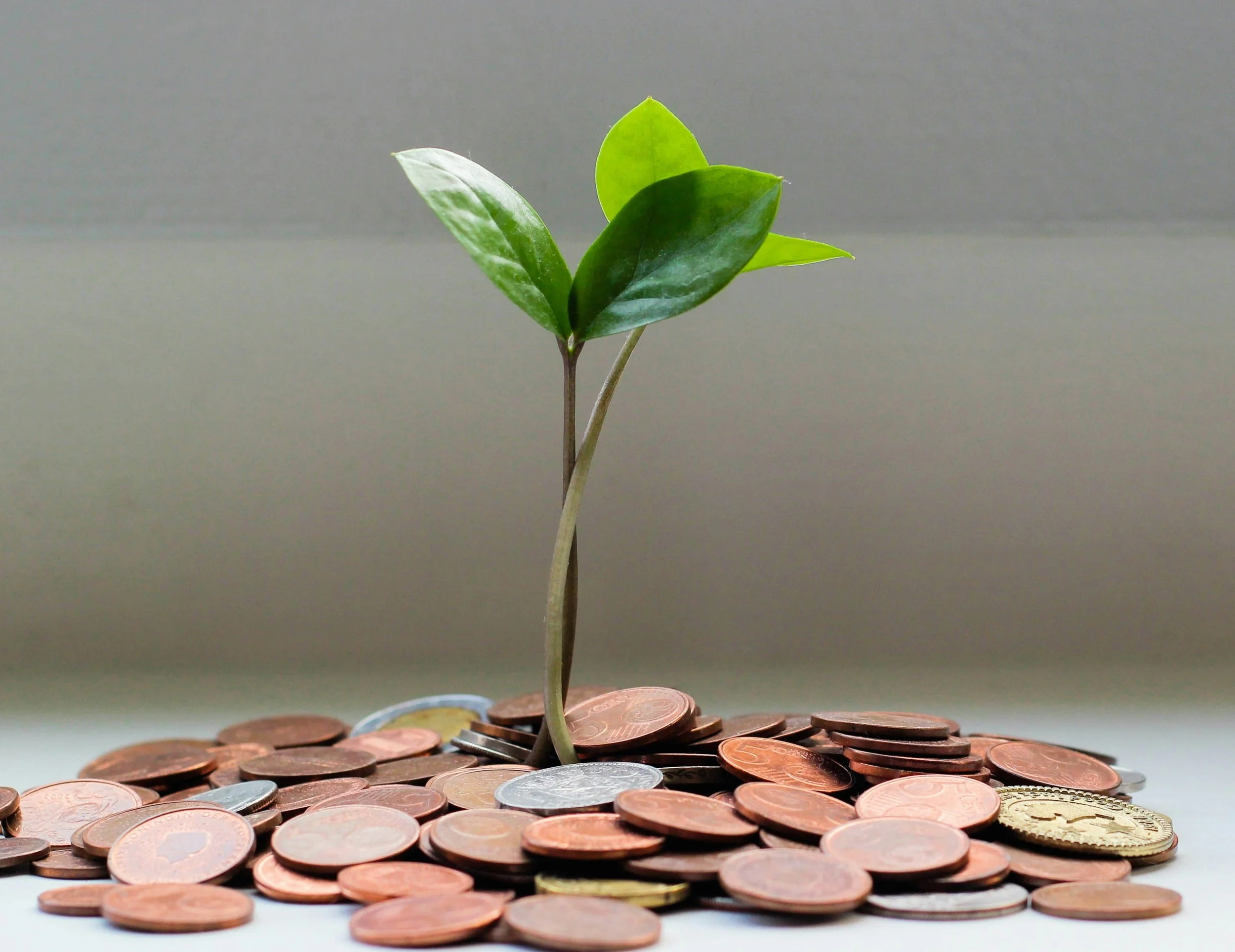 Budding Plant from Pile of Coins. The First Financial Steps to Take After Divorce