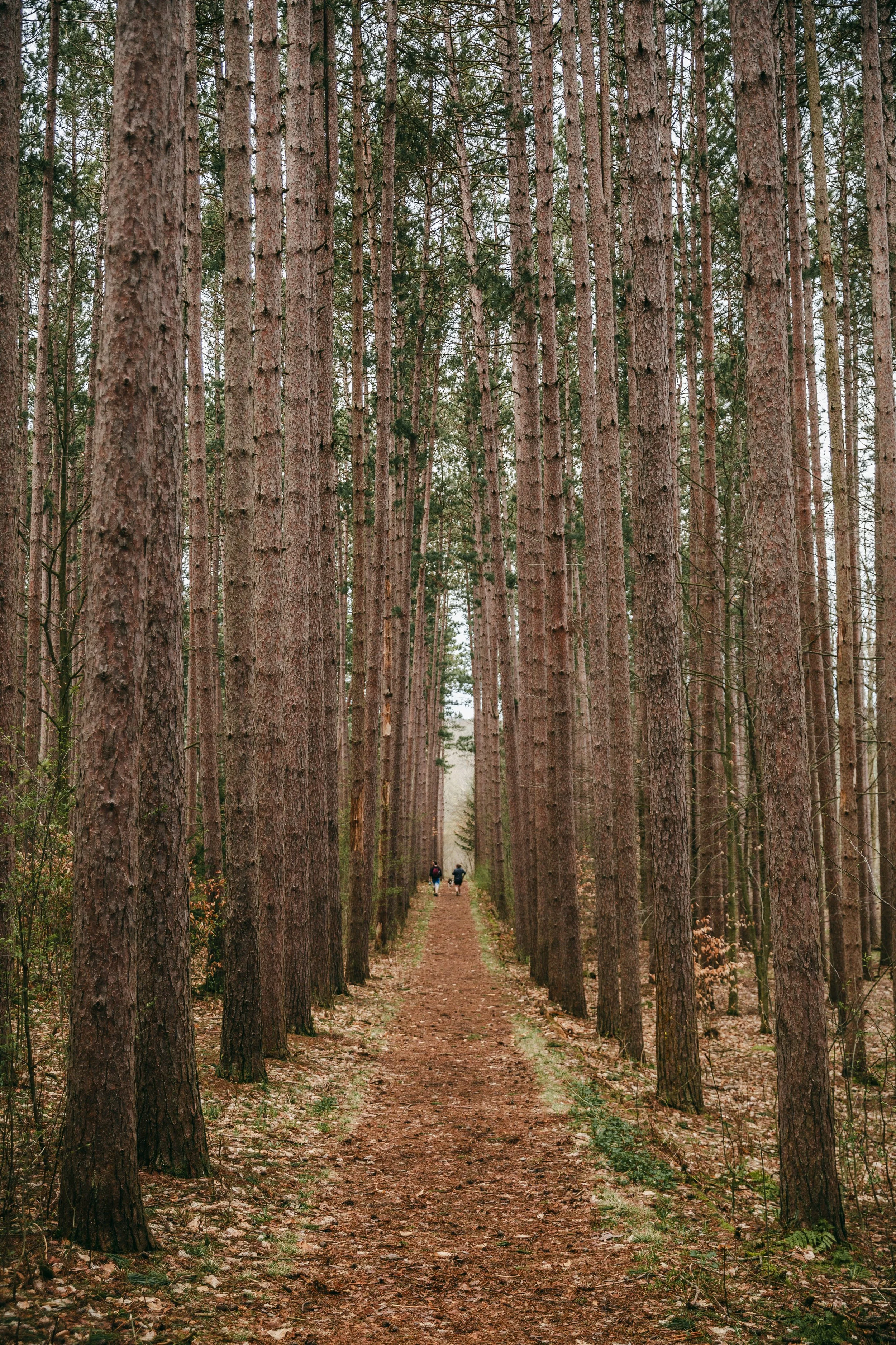A beautiful walk through tall red pines + lunch and a bakery