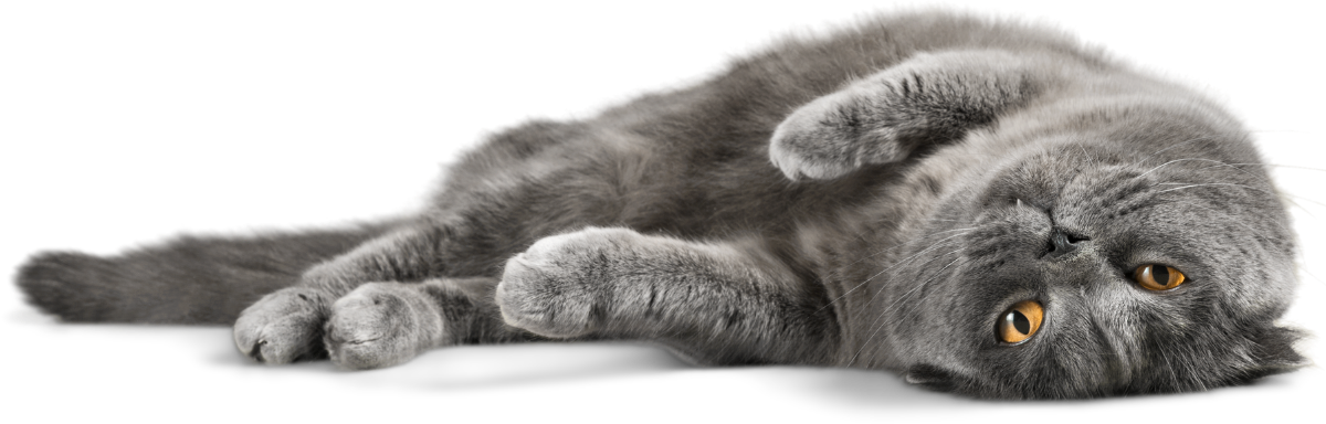Gray cat lying on its side with its head turned upside down and looking at the camera.