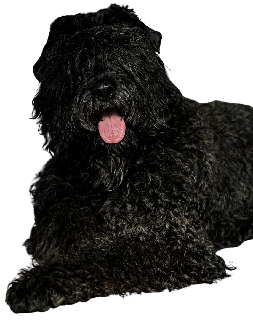 A Black Russian Terrier with a pink tongue sticking out, lying down against a black background.
