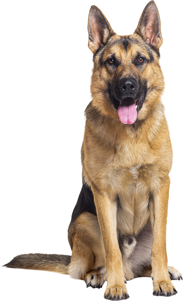 A well-behaved German Shepherd dog sitting with its tongue out and looking friendly.