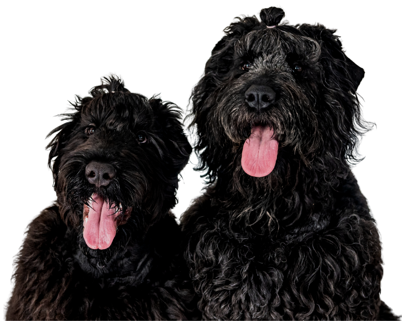 Two Black Russian Terriers with pink tongues out, sitting side by side against a black background.
