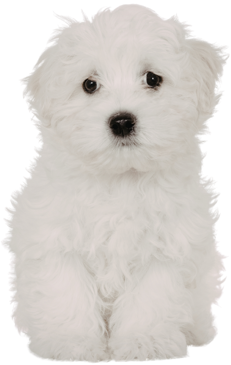 A cute, fluffy white puppy with dark eyes and nose, sitting and looking directly at the camera.