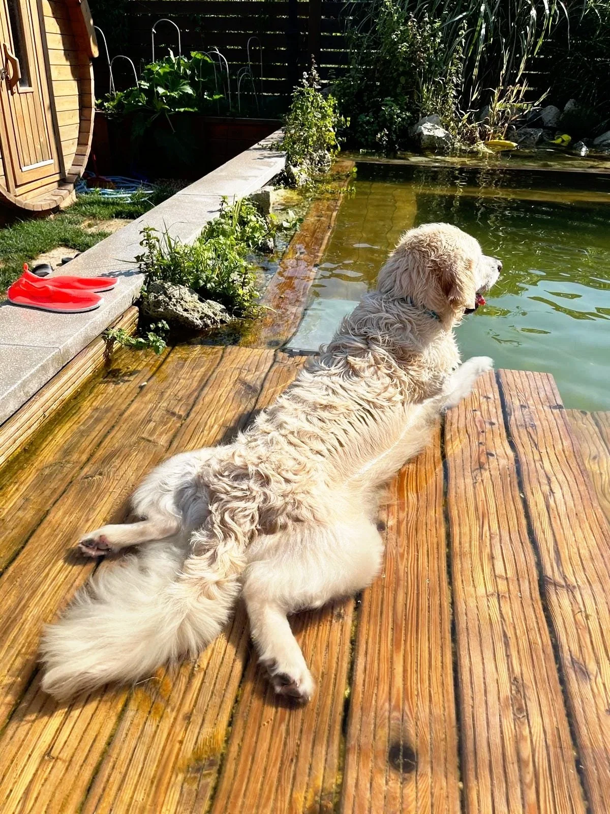 A Golden Retriever dog lounging on a wooden deck by a small pond, with plants and gardening supplies nearby.