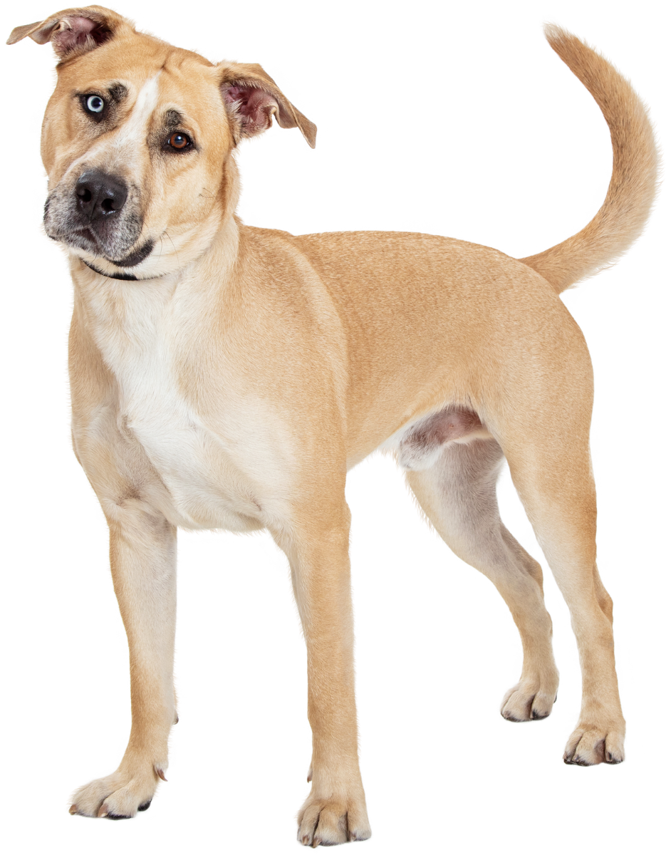 A tan and white mixed breed dog with blue and brown eyes, standing with tail curled upward.