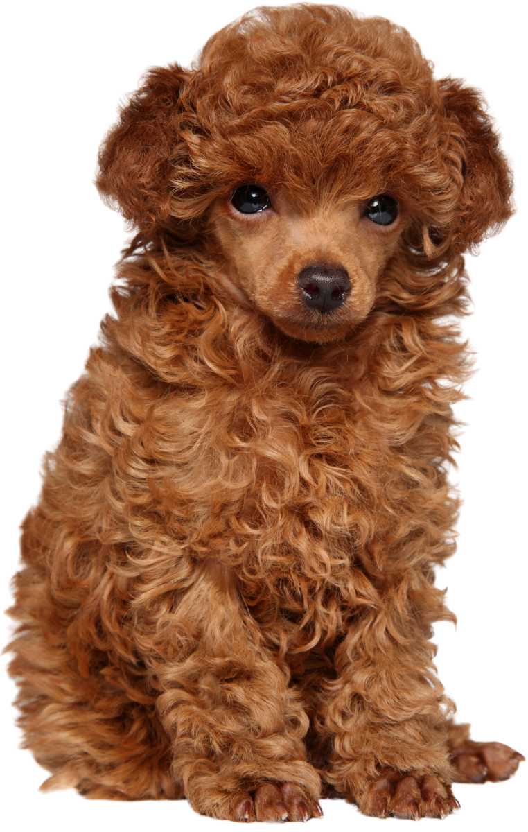A cute, reddish-brown curly-haired puppy sitting and looking at the camera.