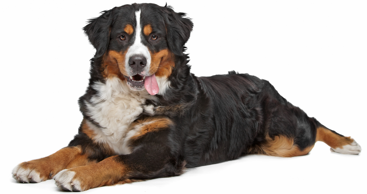 A Bernese mountain dog lying down on a white background, with its tongue out and looking at the camera.