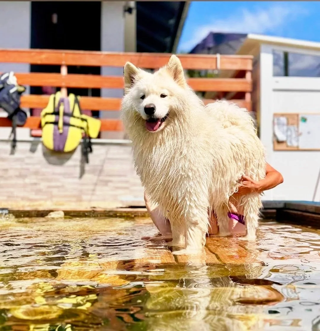A happy white dog standing in shallow water on a patio, with a wooden fence and outdoor furniture in the background.