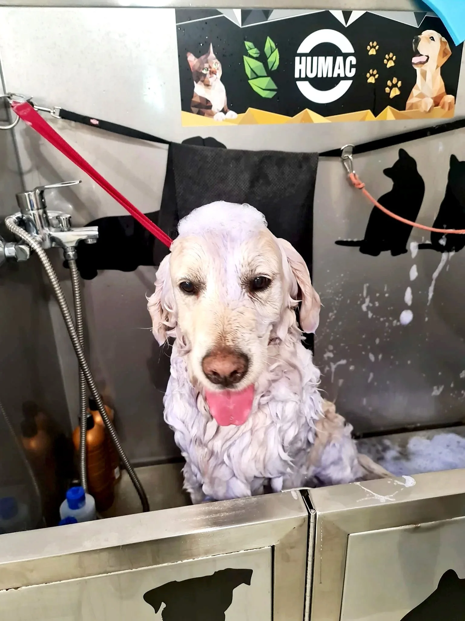 A wet dog, possibly a Labrador Retriever, sitting in a grooming tub with soap suds on its fur, during a bath at a grooming salon.