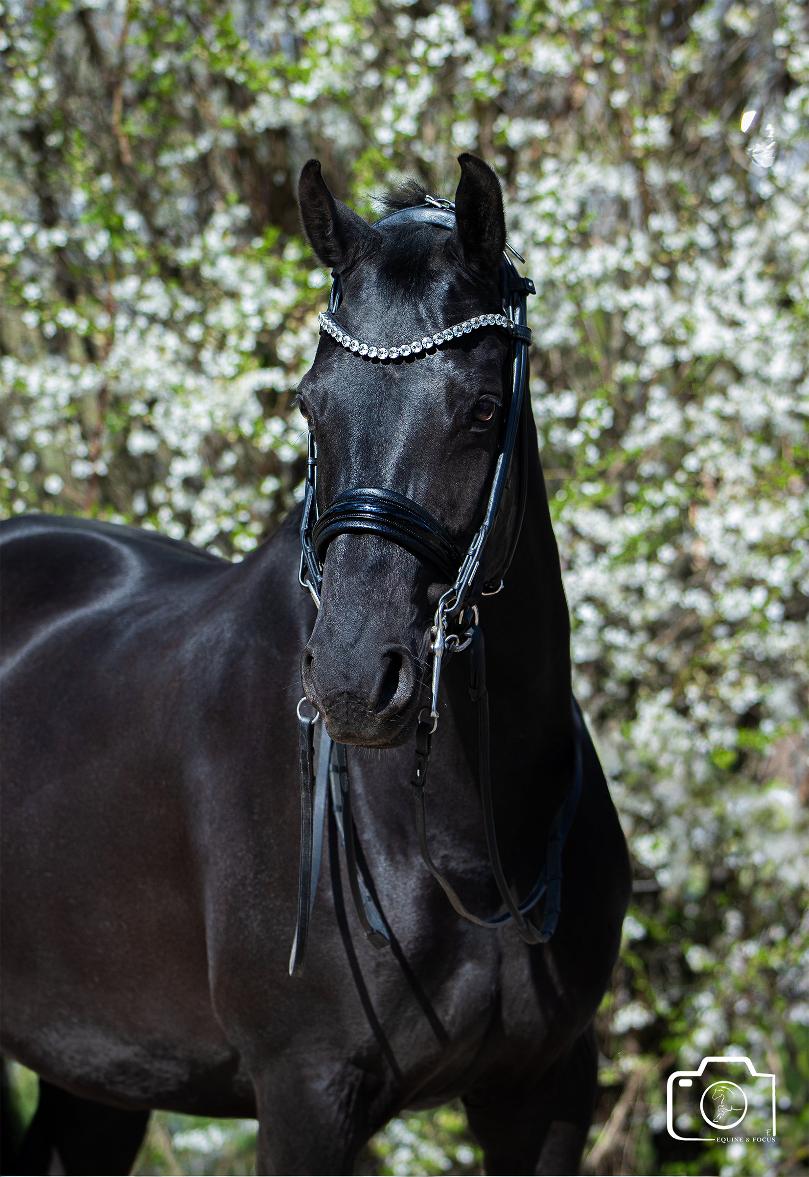 Black horse wearing a bridle and a decorative browband with rhinestones, standing outdoors with a background of blooming trees.