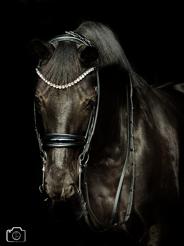A black horse wearing a bridle and head ornament with rhinestones, against a black background.