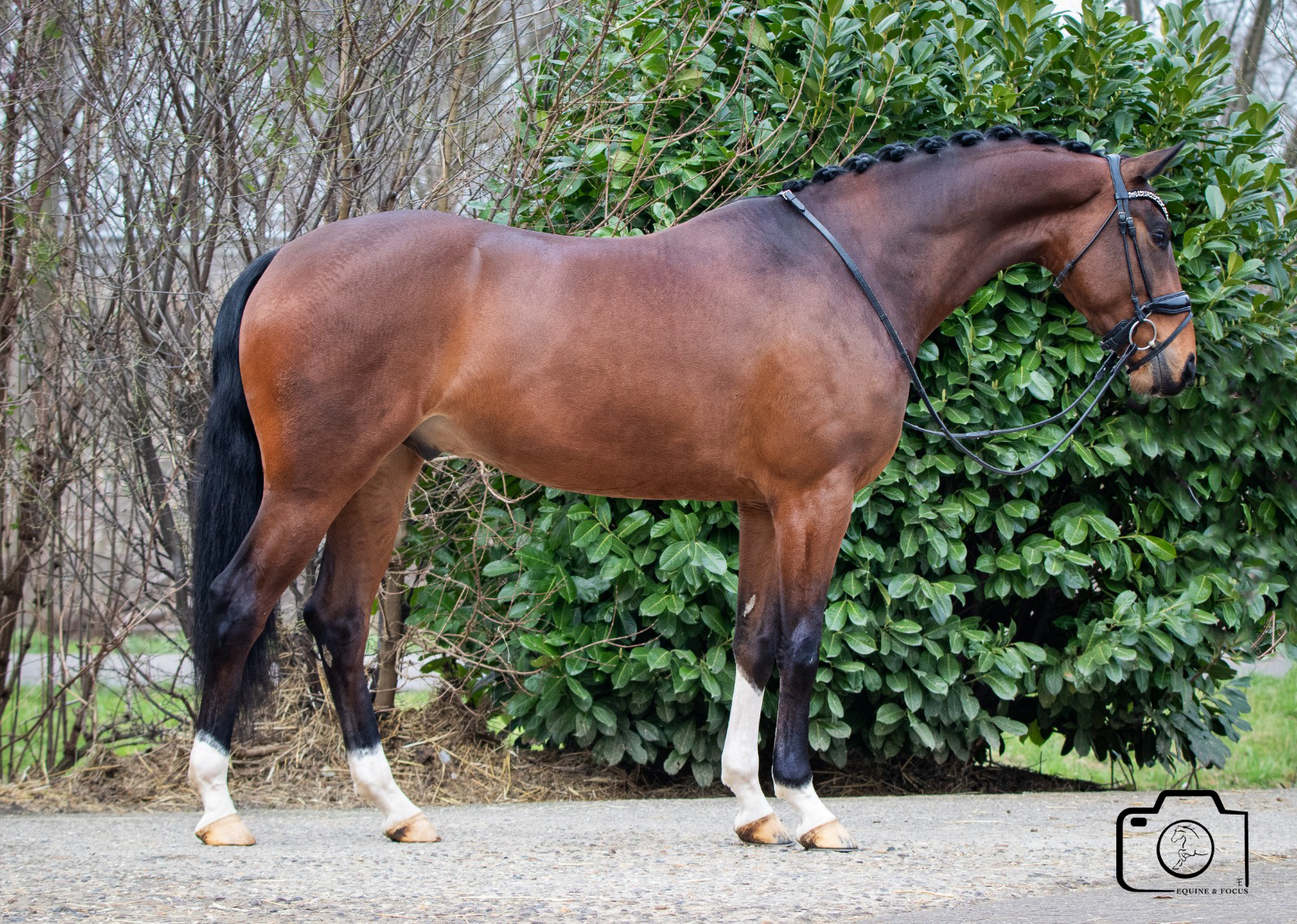 A brown horse with a black mane and tail, standing on a concrete surface next to leafy green bushes and leafless trees in the background, wearing a bridle.